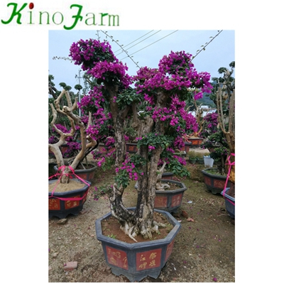 Natural Plant Outdoor Plant Bougainvillea