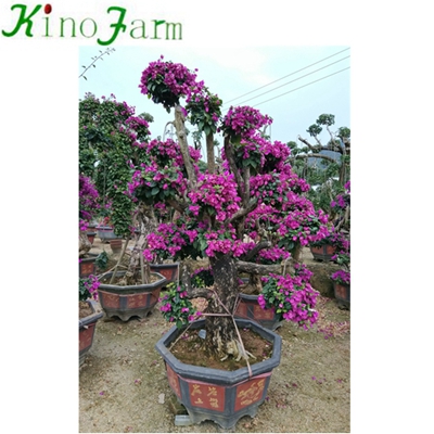 Natural Plant Outdoor Plant Bonsai Bougainvillea