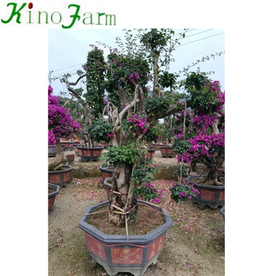 Natural Plant Outdoor Plant Bonsai Bougainvillea