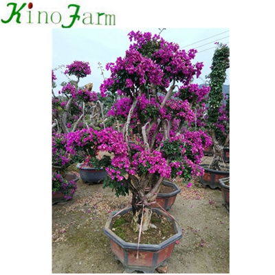 Outdoor Plant Bonsai Bougainvillea Tree