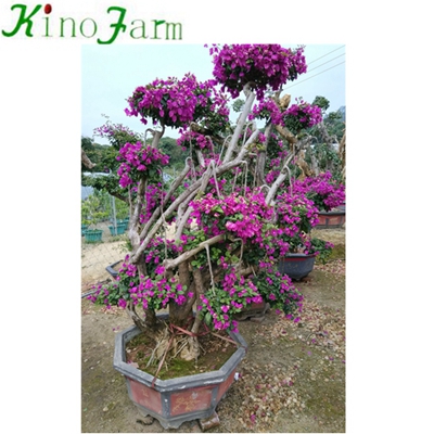 Outdoor Plant Bonsai Bougainvillea Tree