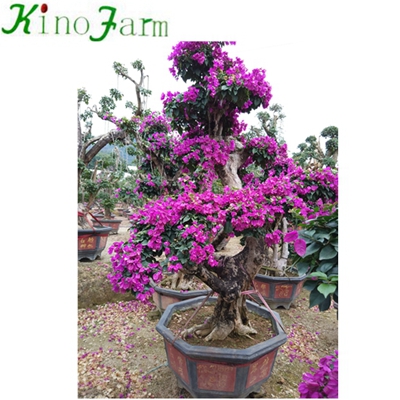 Outdoor Bonsai Bougainvillea Plant