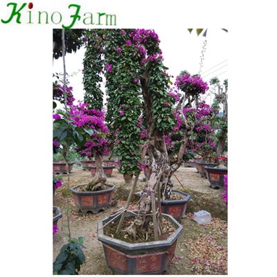 Outdoor Bonsai Bougainvillea Plant