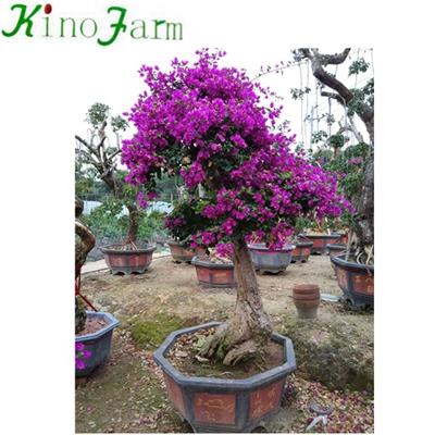 Outdoor Bonsai Bougainvillea Colors