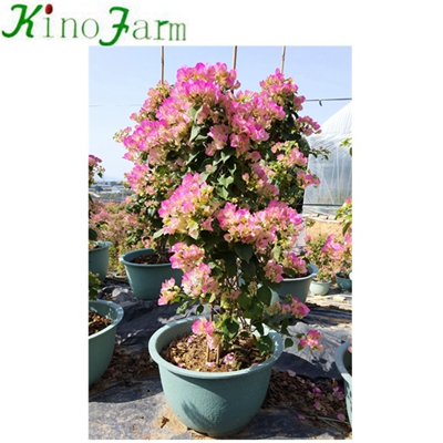 Whosale Outdoor Bougainvillea Bonsai