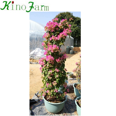 Whosale Outdoor Bougainvillea Bonsai