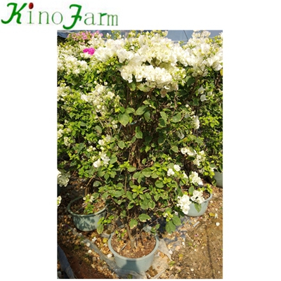 Whosale Natural Plant Outdoor Bougainvillea 