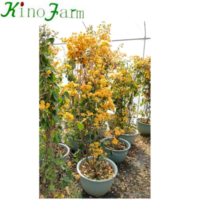 Whosale Natural Plant Outdoor Bougainvillea 