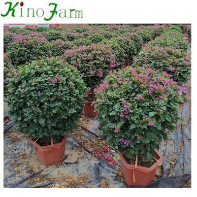 Whosale Natural Plant Outdoor Bougainvillea