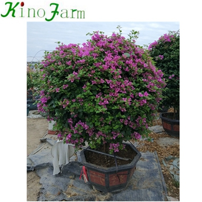 Natural Plant Outdoor Bougainvillea Tree 