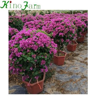 Natural Outdoor Bougainvillea Plant 