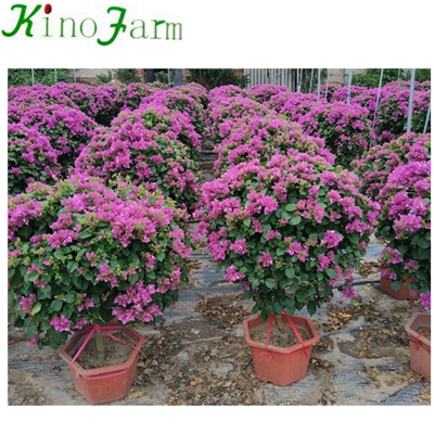 Natural Outdoor Bougainvillea Plant