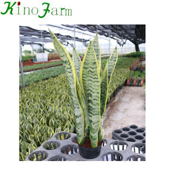 Sansevieria