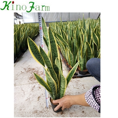 sansevieria