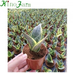 Sansevieria Plants