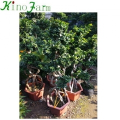 Ficus Microcarpa Ficus Bonsai