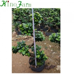 Ficus Microcarpa S Shape Ficus Bonsai