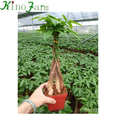 Indoor Plant Money Tree Pachira