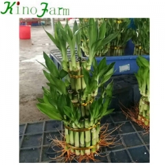 chinese bamboo plant