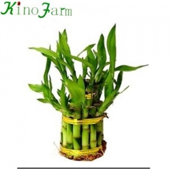 Live Water Bamboo Plants