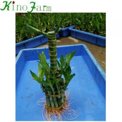 Lucky Bamboo Stalks