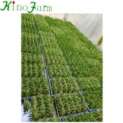 bamboo plants for sale