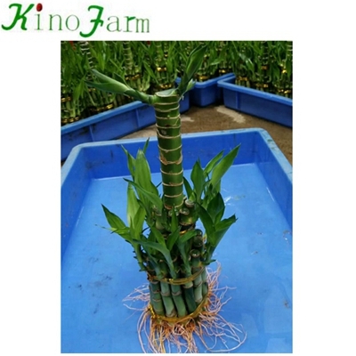 lucky bamboo for sale