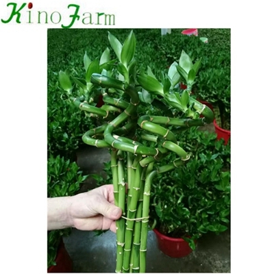 curly lucky bamboo plant
