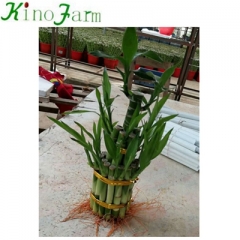 Lucky Bamboo Plants For Sale