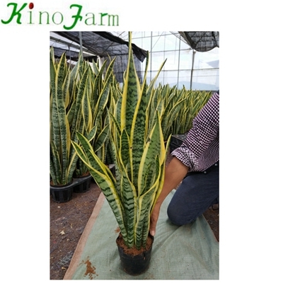 Different sansevieria varieties