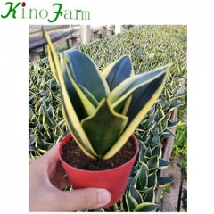 sansevieria snake plant