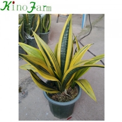 Snake Plant Golden Sansevieria