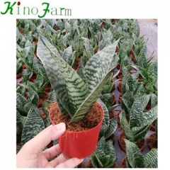 perennial snake plant