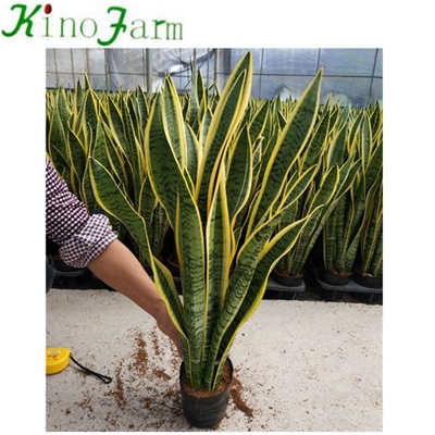 Sansevieria laurentii nursery