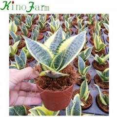 Sansevieria Hahnii