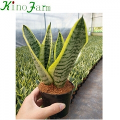 sansevieria trifasciata for sale