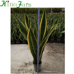 sansevieria snake plant