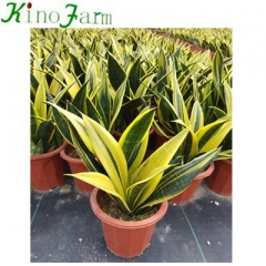 Golden Sansevieria