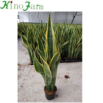 Indoor Sansevieria Snake Plant