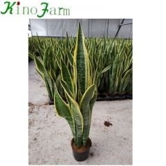 Indoor Sansevieria Snake Plant