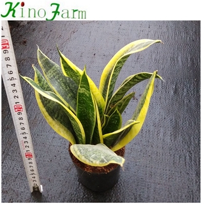  Snake Plant Sansevieria