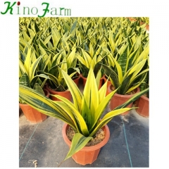 Snake Plant Golden Sansevieria