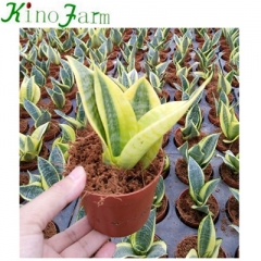  sansevieria golden hahnii