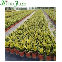 Golden sansevieria for sale