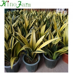 Wholesale Golden sansevieria trifasciata