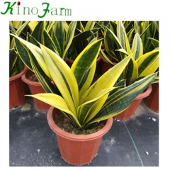 Snake Plant Golden Sansevieria