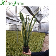 large snake plant