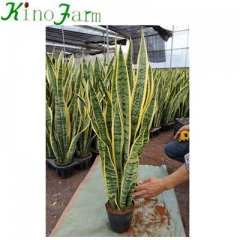 Sansevieria