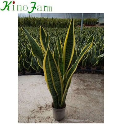 Indoor Sansevieria Snake Plant