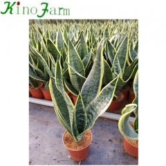 sansevieria houseplant